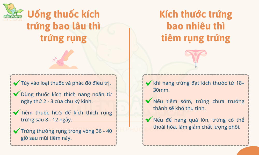 Uống thuốc kích trứng bao lâu thì trứng rụng?