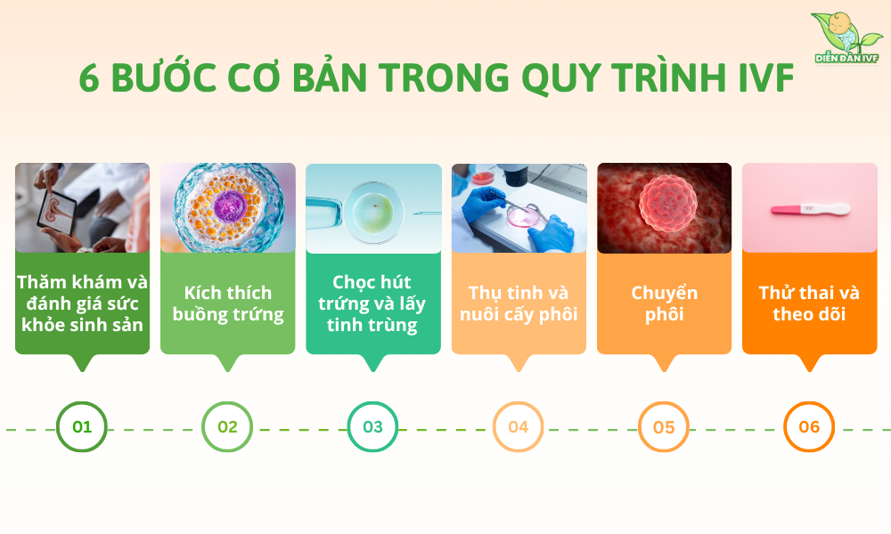 Quy trình IVF cơ bản