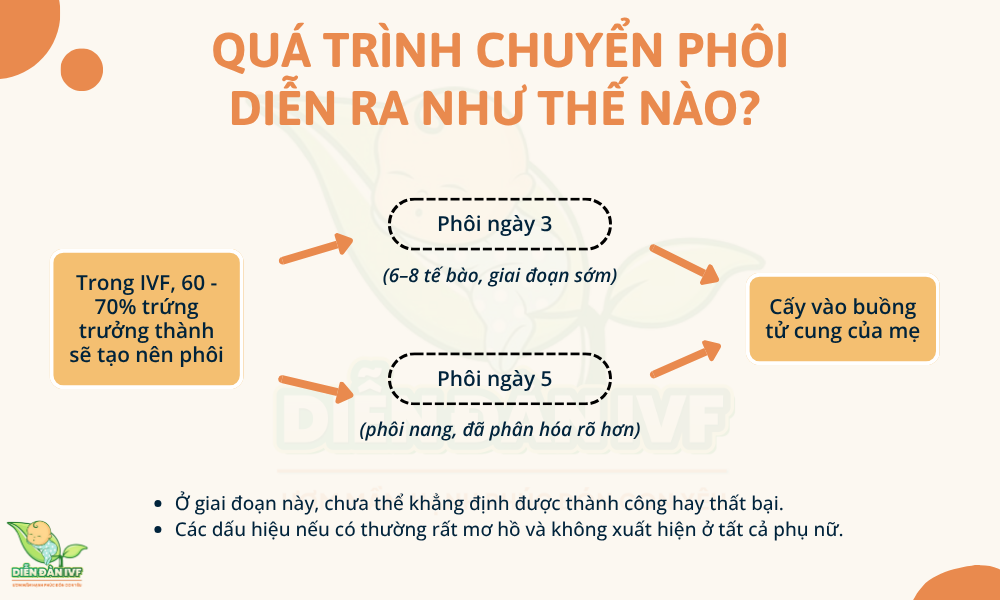 Quá trình chuyển phôi diễn ra như thế nào?