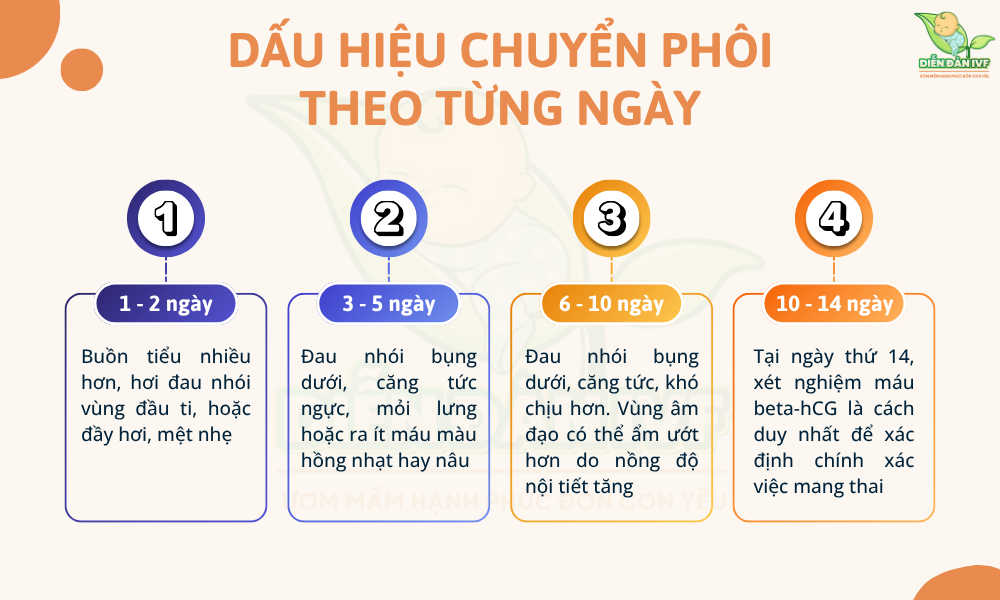 Dấu hiệu chuyển phôi thành công theo từng ngày